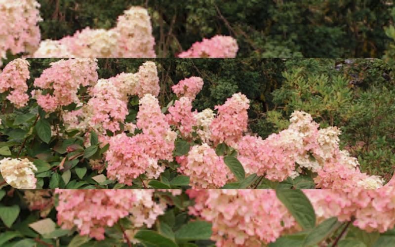 Soft pink hydrangea flowers in faded petal garden color palette