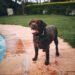 Dog standing beside a residential swimming pool in a Florida backyard showing a well-maintained pool area before remodeling considerations.
