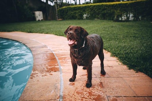 Dog standing beside a residential swimming pool in a Florida backyard showing a well-maintained pool area before remodeling considerations.